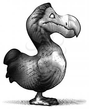 Dodo