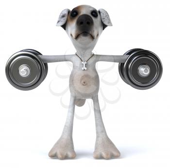 Royalty Free Clipart Image of a Jack Russell Terrier Lifting Weights