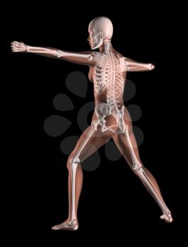 3D render of a female medical skeleton in a yoga position