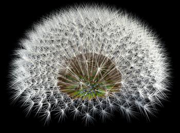 Dandelion seeds, 3d generated, black background. Fibonacci sequence and golden ratio experiments.