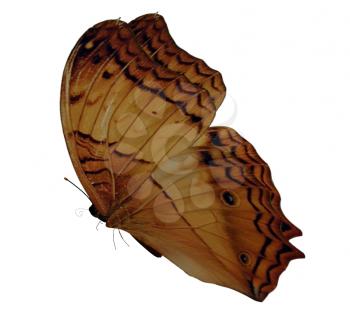 Royalty Free Clipart Image of a Butterfly