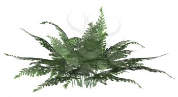 Royalty Free Clipart Image of a Fern