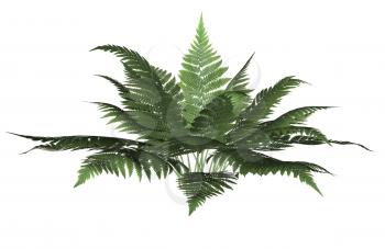 Royalty Free Clipart Image of a Fern