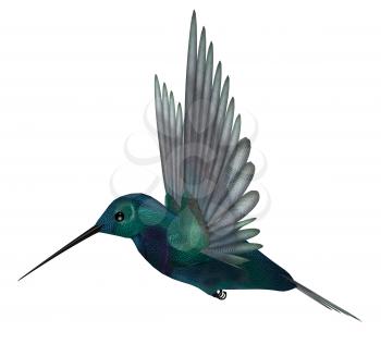 Blue green hummingbird having brilliant iridescent plumage and long slender bills; wings are spread for vibrating flight