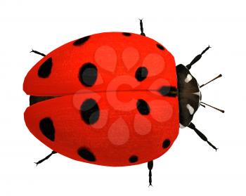 Royalty Free Clipart Image of a Ladybug