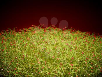 Cranberry thicket in the evening glow. Healthy lifestyle