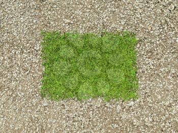 Environment: gravel frame and green grass patch in the middle