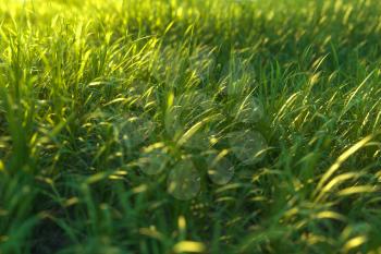 Green grass and bright field,natural scenery,3d rendering. Computer digital drawing.