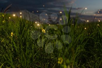 Flying glowworm over the grass field, 3d rendering. Computer digital drawing.