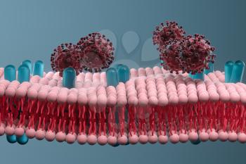 Cell membrane and coronavirus, medical concept, 3d rendering. Computer digital drawing.