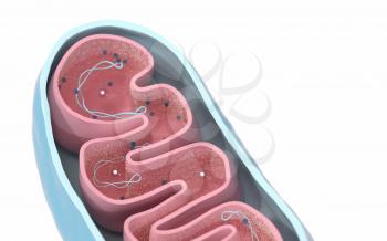 Cross-section view of Mitochondria. Medical info graphics on white background, 3d rendering. Computer digital drawing.