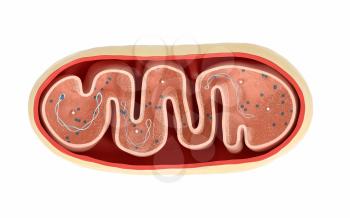 Cross-section view of Mitochondria. Medical info graphics on white background, 3d rendering. Computer digital drawing.