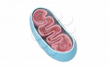 Cross-section view of Mitochondria. Medical info graphics on white background, 3d rendering. Computer digital drawing.