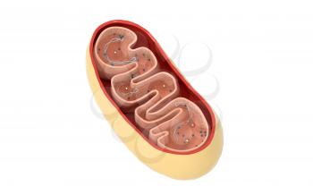 Cross-section view of Mitochondria. Medical info graphics on white background, 3d rendering. Computer digital drawing.