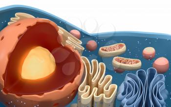 Internal structure of an animal cell, 3d rendering. Section view. Computer digital drawing.