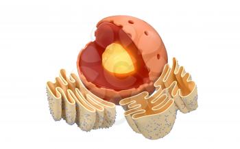 Structure of nuclear and endoplasmic reticulum in an animal cell, 3d rendering. Section view. Computer digital drawing.