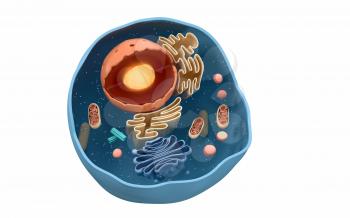 Internal structure of an animal cell, 3d rendering. Section view. Computer digital drawing.