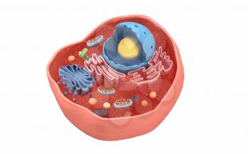 Internal structure of an animal cell, 3d rendering. Section view. Computer digital drawing.