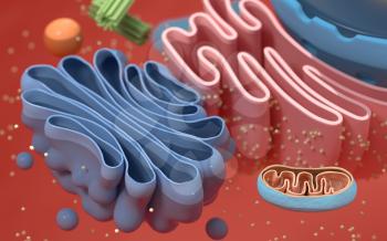 Internal structure of an animal cell, 3d rendering. Section view. Computer digital drawing.