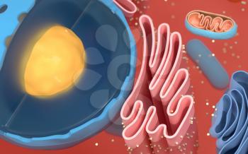 Internal structure of an animal cell, 3d rendering. Section view. Computer digital drawing.