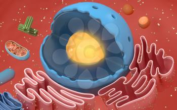 Internal structure of an animal cell, 3d rendering. Section view. Computer digital drawing.