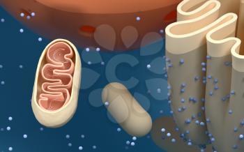 Internal structure of an animal cell, 3d rendering. Section view. Computer digital drawing.