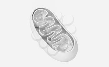 Cross-section view of Mitochondria. Medical info graphics on white background, 3d rendering. Computer digital drawing.