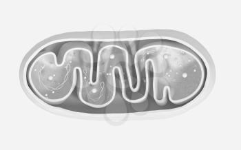 Cross-section view of Mitochondria. Medical info graphics on white background, 3d rendering. Computer digital drawing.