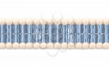 Cell membrane with white background, 3d rendering. Computer digital drawing.