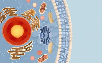 Internal structure of an animal cell, 3d rendering. Section view. Computer digital drawing.