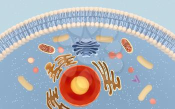 Internal structure of an animal cell, 3d rendering. Section view. Computer digital drawing.