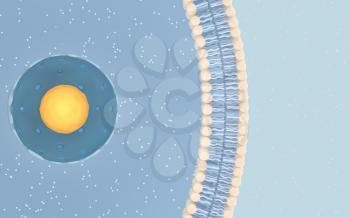 Internal structure of an animal cell, 3d rendering. Section view. Computer digital drawing.