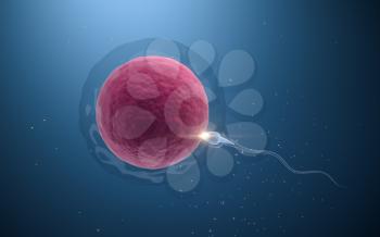 The union of sperm and an egg cell, 3d rendering. Computer digital drawing.