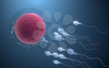 The union of sperm and an egg cell, 3d rendering. Computer digital drawing.