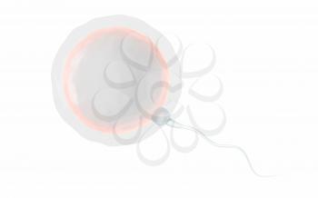 The union of sperm and an egg cell, 3d rendering. Computer digital drawing.