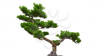 Royalty Free Clipart Image of a Bonsai Tree