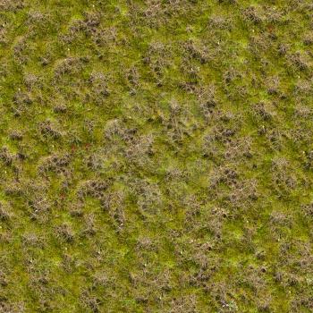 Grass with Green Moss. Seamless Tileable Texture