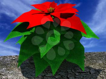 Beautiful poinsettia Flower against the sky