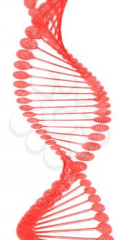 DNA structure model on a white background