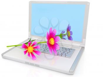 cosmos flower on laptop on a white background