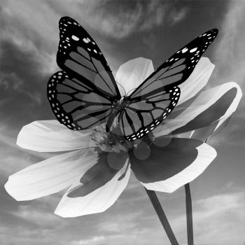 Beautiful Cosmos Flower and butterfly against the sky