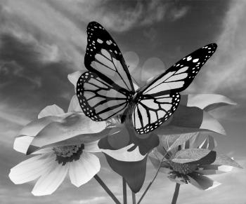 Beautiful Cosmos Flower and butterfly against the sky