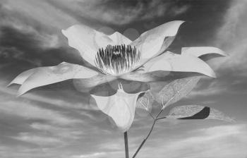 Beautiful Cosmos Flower against the sky