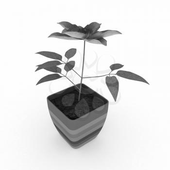 Clematis a beautiful flower in the colorful pot