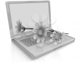 cosmos flower on laptop on a white background