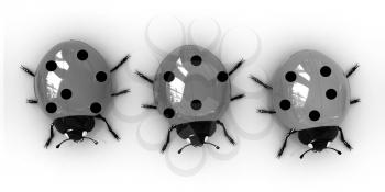 Ladybirds on a white background