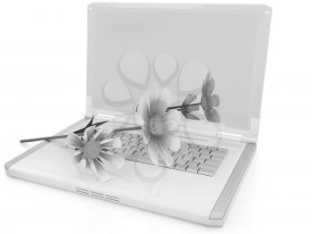 cosmos flower on laptop on a white background