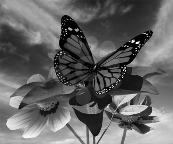 Beautiful Cosmos Flower and butterfly against the sky