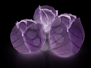 Cabbage on a black background