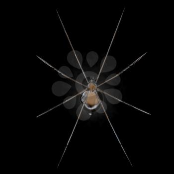 Chrome spider on a black background